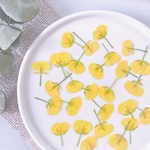 ★【押し花素材】菜の花