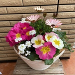 もりもり！春の寄せ植え♡ピンク