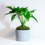 【デスクに置ける観葉植物】セローム×スナ苔の鉢植え／ざらっとした風合いのモルタル鉢／送料全国一律850円
