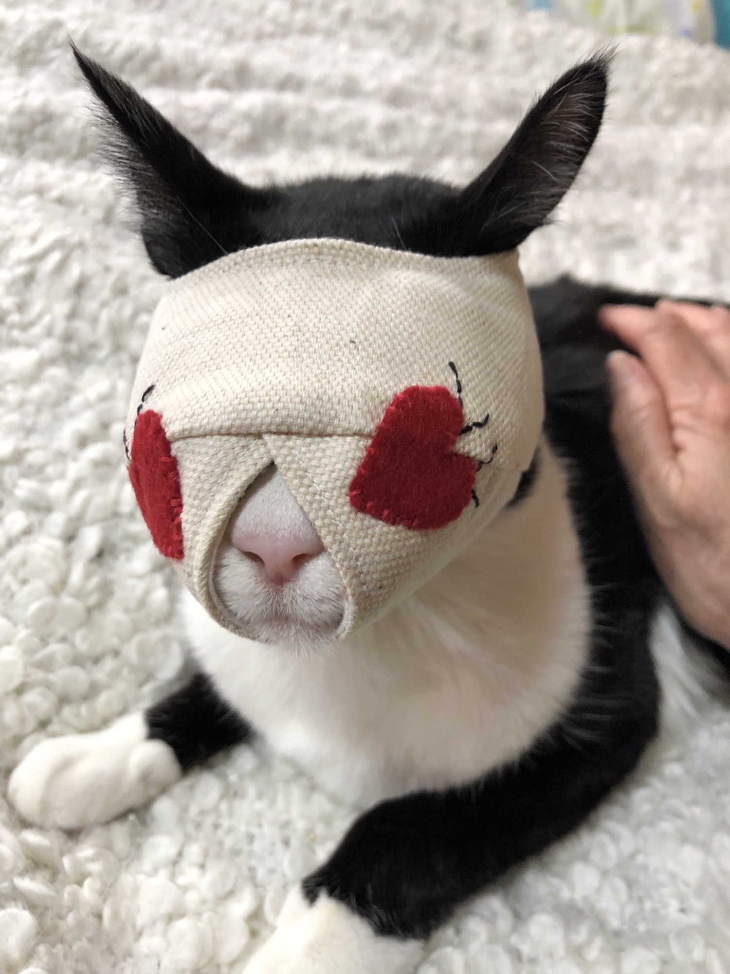 ねこさん ハンドメイド マスク お取り置き 猫の爪切り用マスク、発売9年で3万枚 猫の日前に新色も - 日本