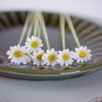 部屋を可憐で清楚な雰囲気にしてくれる花☆枯れないお手入れ不要な花NO.3-3