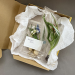 春の球根　原種チューリップとオーニソガラム、ムスカリset   水耕栽培　春の花　春の訪れを楽しむ　宅急便コンパクトで届く