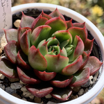 人気品種！★ルビーライム 多肉植物 自家栽培 国産