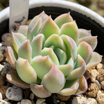 人気品種！★桜子 多肉植物 自家栽培 国産