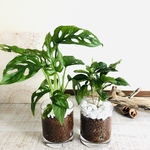 インテリアset  『マドカズラ&コーヒーの木』ロックグラス　ハイドロカルチャー　観葉植物　インテリア　母の日