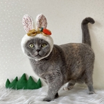 白うさぎ