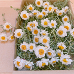 花かんざし　40本　茎あり　ドライフラワー