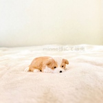 ミニチュア　犬　ボーダーコリー　置物　オブジェ　　フィギュア　#minne_new
