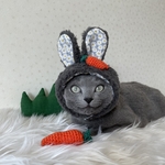 【3/12土21時〜】グレうさぎ🐰