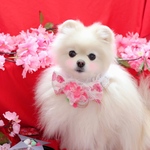 ひな祭り🎎🌸キューティーシュシュ🎀