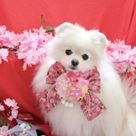 ひな祭り🎎🌸華やかボリューミーリボンチョーカー🎀