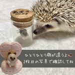 ハリネズミ  針ケース　針入れ　メモリアルケース