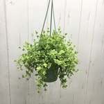 ボリュームあり♡  ペペロミア デピーナ  吊り鉢