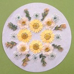 押し花セットC＜組み立てのお花＆ノースポール＆レースフラワー他＞