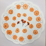 NO.671再販✨八重コデマリ オレンジ／押し花素材