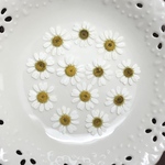 マトリカリア(押し花)