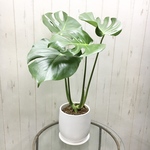 株立ち モンステラ   陶器鉢 受皿付き