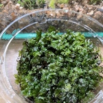 ウチワゴケ（シダ植物）
