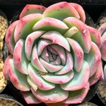 シルエット　韓国苗　多肉植物