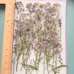 押し花アリッサム30本