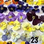 SALE ビオラ23  60輪　ドライフラワー 