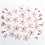 押し花 *No.137* 桜🌸