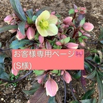お客様専用ページ🎀(S様)