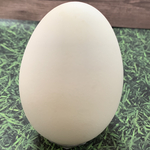 エッグアート用ガチョウ卵　4個
