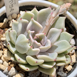 人気品種！★雪つぼみ 多肉植物 自家栽培 国産
