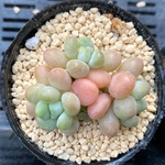 ロココ　韓国苗　多肉植物