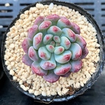 ブルーエルフ　韓国苗　多肉植物　