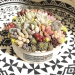 多肉植物 寄せ植え