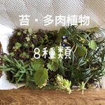 苔＆多肉植物 8種類  ｢新春福袋2022｣ 