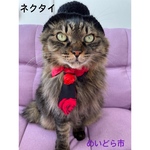 再入荷！バラ柄ネクタイ、猫ちゃんの首輪