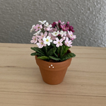 サクラ草　花鉢　3