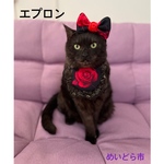 再再入荷！バラ柄エプロン、猫ちゃんの首輪