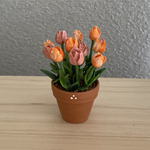 チューリップ　花鉢　5