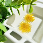 たんぽぽの耳飾り