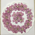 NO.785N 限定3コお得品❣️陽光桜🌸／押し花素材