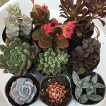 多肉植物　9ポットセット