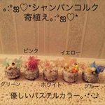 j0c-0jj-oo-k様専用ページ♡シャンパンコルク寄植え♡ピンク・イエロー・ブルー♡装飾有り