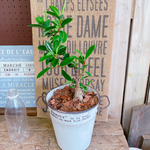 現品♡【くねっとガジュマル】白系ブリキ鉢！人気の観葉植物♪ナチュラル植物インテリア！お手頃サイズ