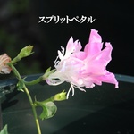 春まき花の種　変わり咲き朝顔　スプリットペタル＆サンライズセレナーデ　各15粒