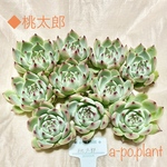 第四種送料無料　NEW◆桃太郎◆多肉植物　韓国苗　