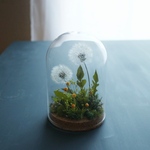Botanical glassdome たんぽぽ  A