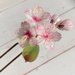 ソメイヨシノ桜のかんざし 朝露付き
