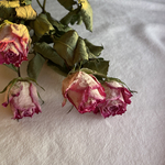 スプレー 薔薇のドライフラワー