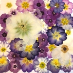 ♡new♡作家様必見♡押し花MIXセット♡押し花セット