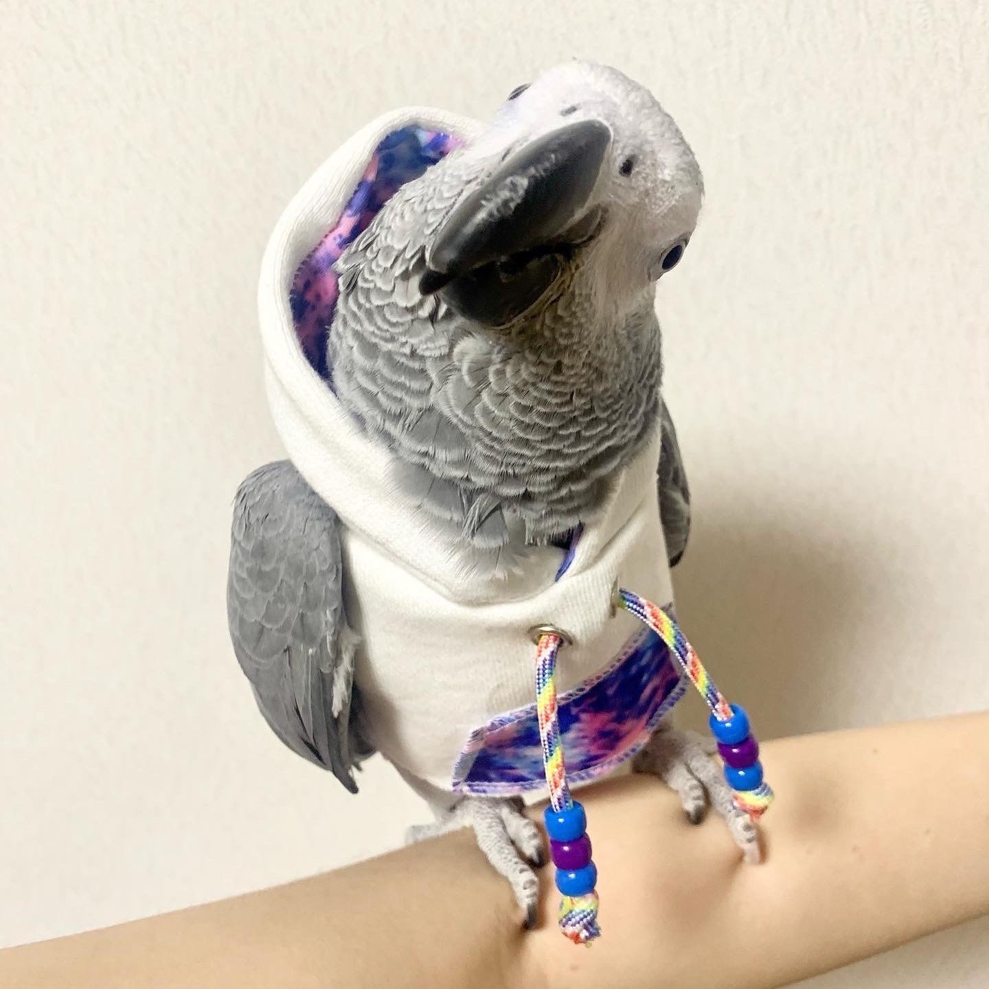 ノーマルタイプ】インコパーカーオーダー - bird fashion ash | minne