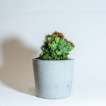 【手のひらサイズの鉢植え】金獅子の峰とスナ苔の鉢植え／ザラっとした風合いの湯飲み型のモルタル鉢／送料全国一律650